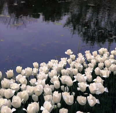 白色郁金香花背景图