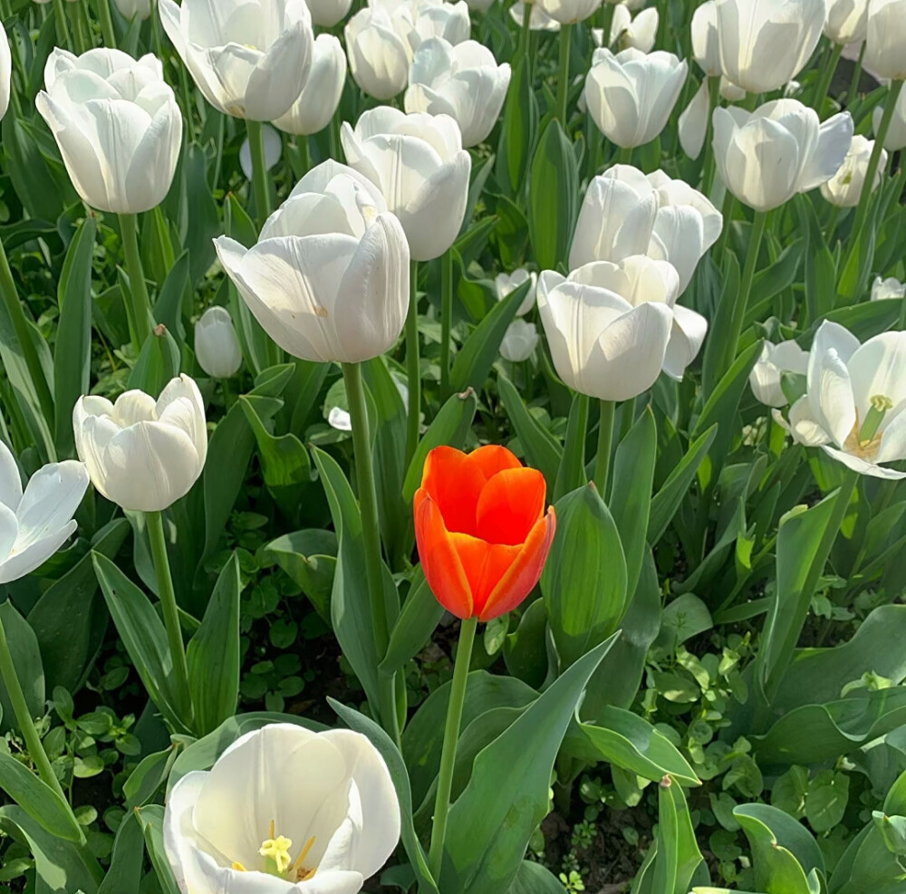 白色郁金香花背景图