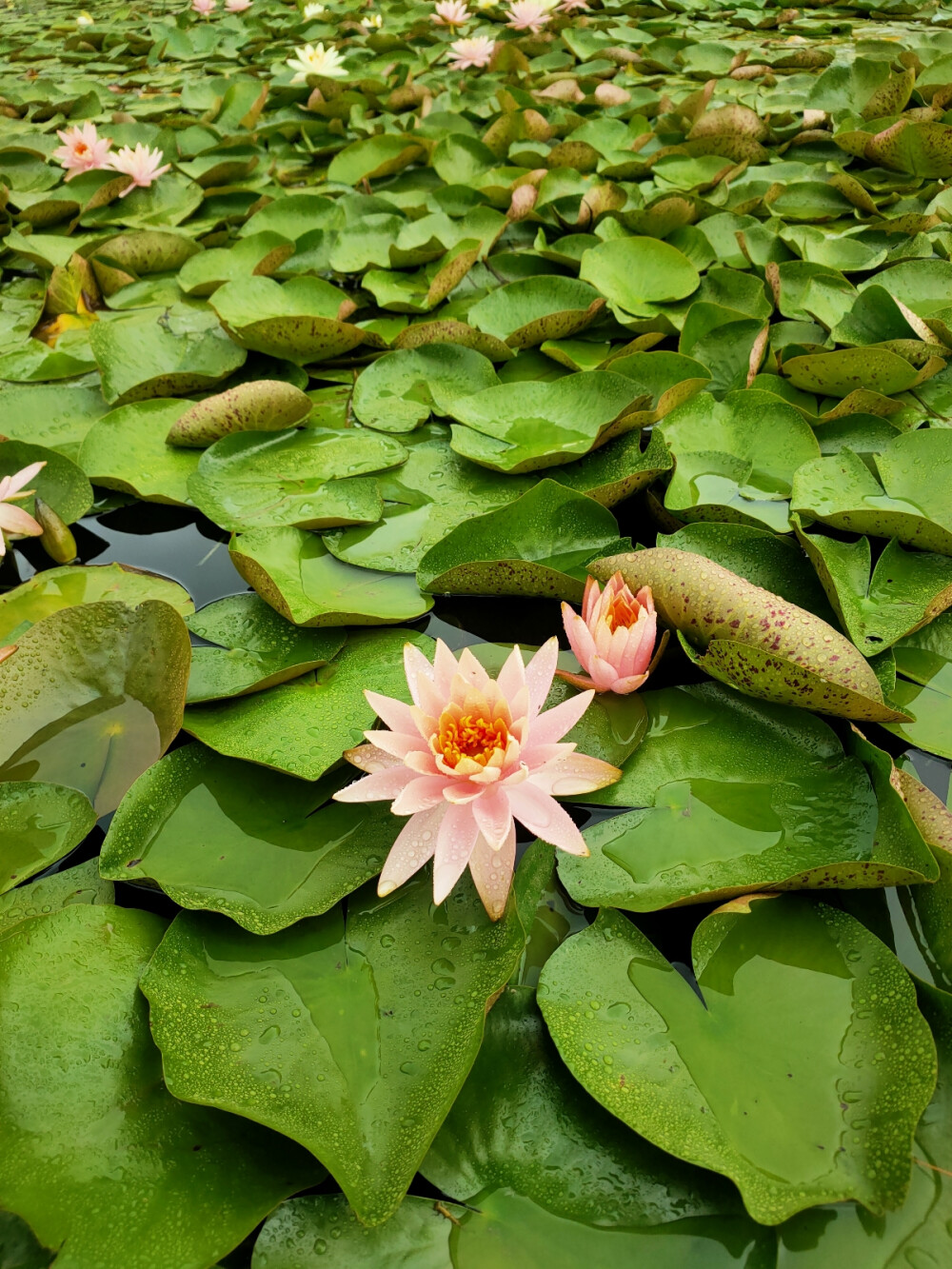 洋湖湿地公园
——长沙