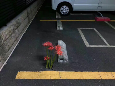 日本停车场沥青地上绽放的彼岸花
微博：nusssuii
#冷瞳
