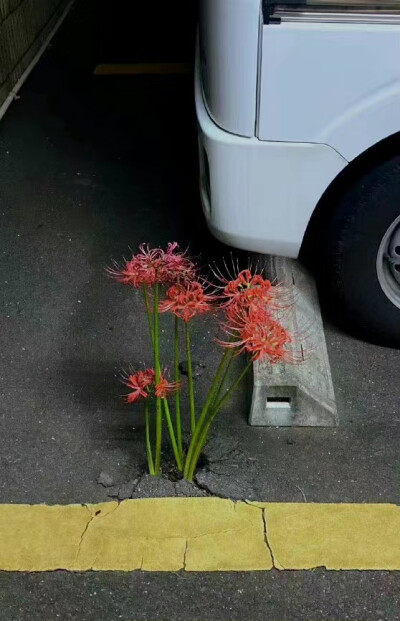 日本停车场沥青地上绽放的彼岸花
微博：nusssuii
#冷瞳