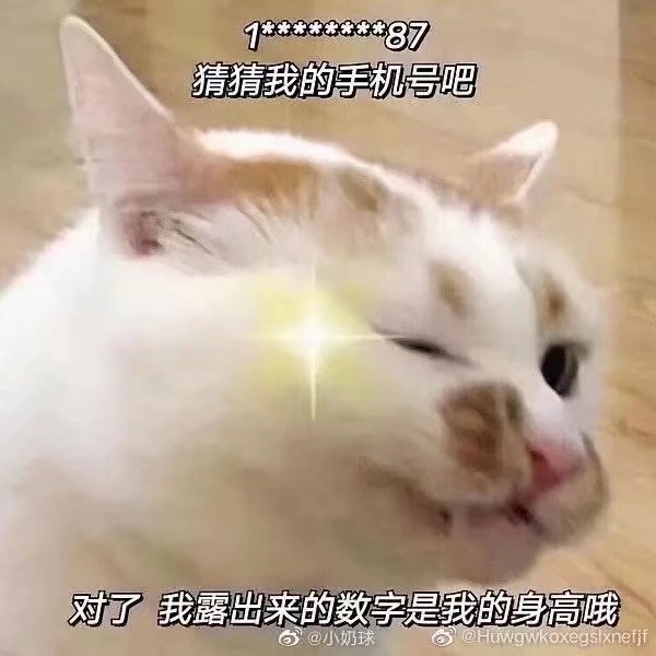 油腻猫猫