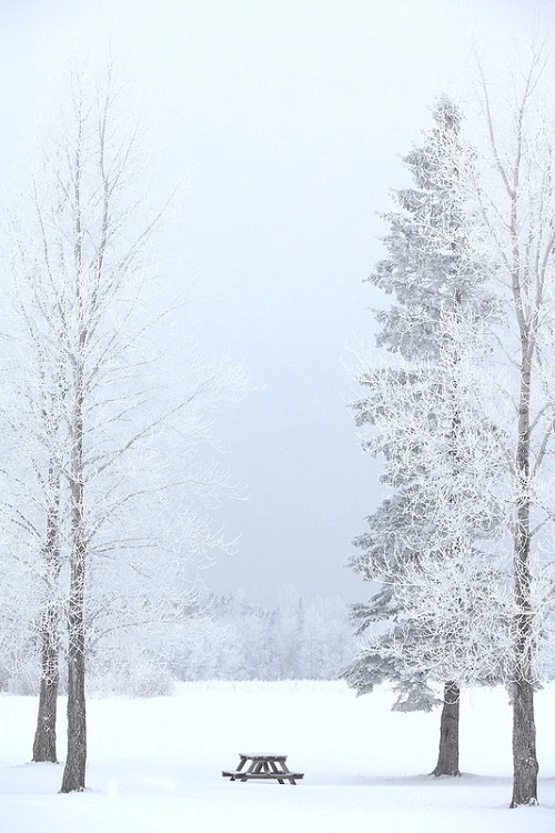 雪景