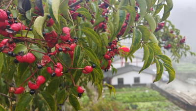 井冈山市茅坪镇神山村拍摄的野鸦椿，红彤彤的，真喜庆。