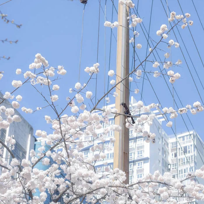 背景图‖樱花