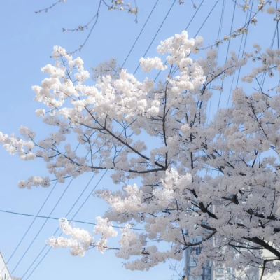 背景图‖樱花