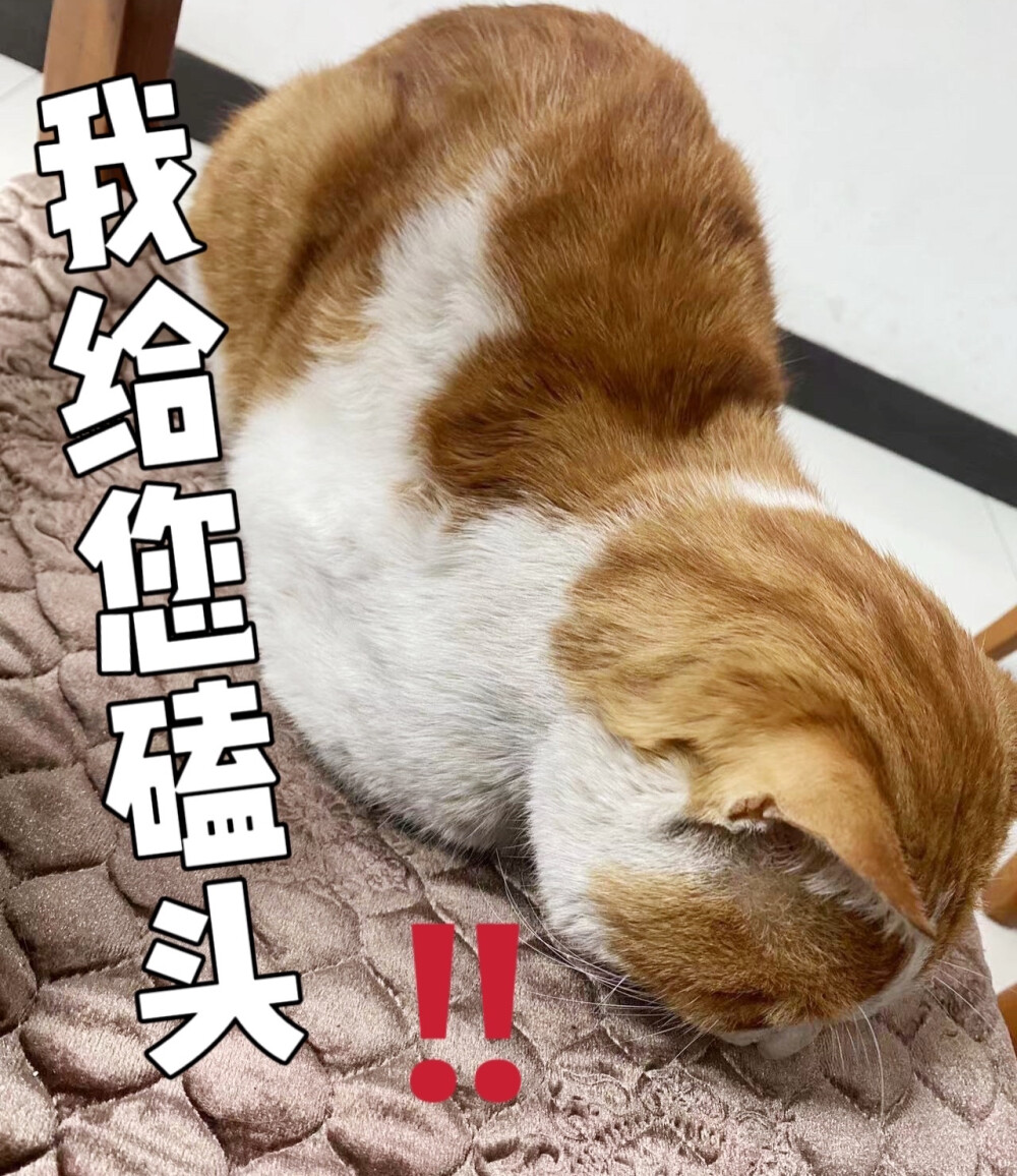 表情包.猫猫..我给您磕头