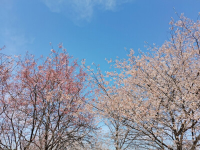 待到山花烂漫时