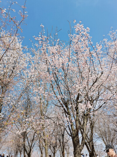 樱花盛开