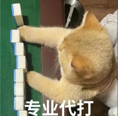 猫猫表情包