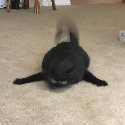 鬼畜black猫猫