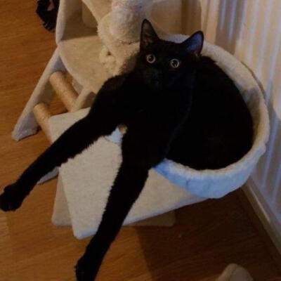 鬼畜black猫猫
