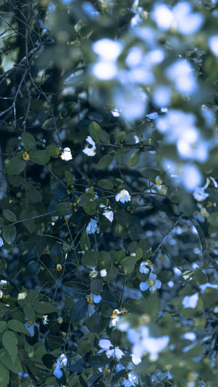 山茶花