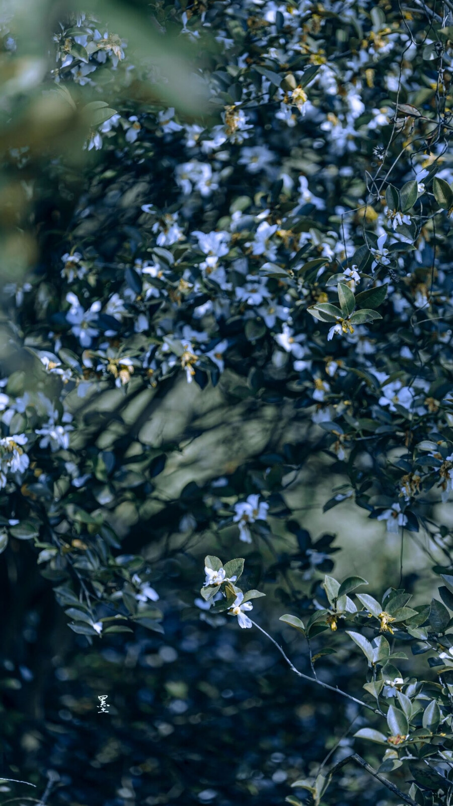 山茶花