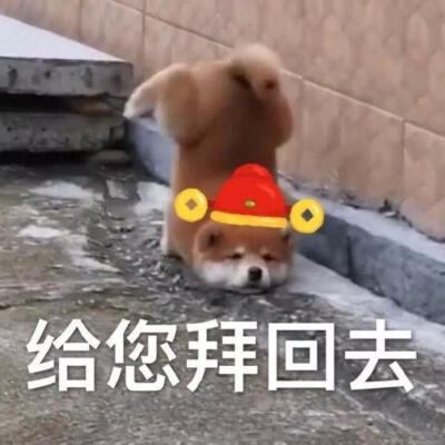 柴犬拜年表情包