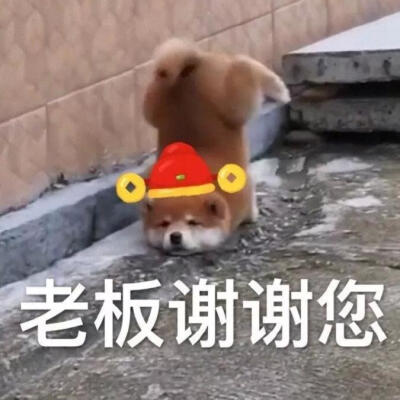 柴犬拜年表情包