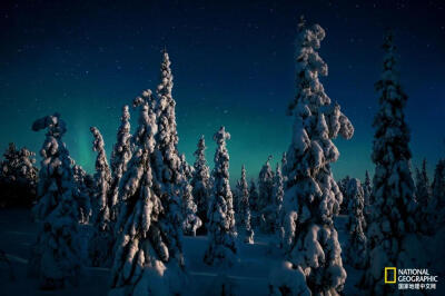 神秘极光
2006年6月刊，芬兰的奥兰卡国家公园，北极光在覆雪的云杉树上空闪烁。摄影：PETER ESSICK