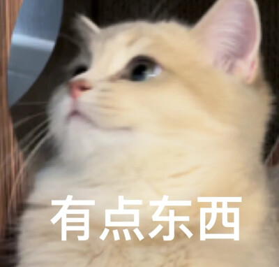 猫猫表情包