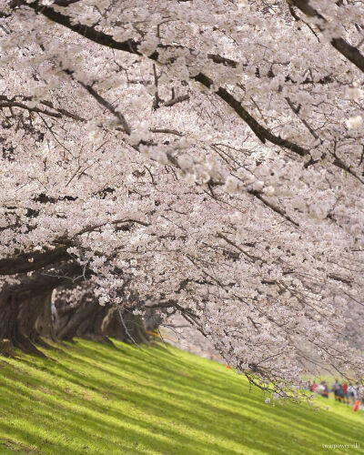 日本 大阪市 淀川河川公園背割堤の桜 全長1.4kmの桜並木は圧巻でした 樱花