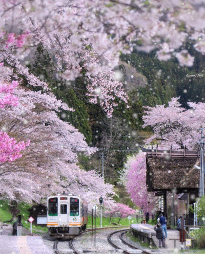 日本 福島県 南会津郡 下郷町 湯野上温泉駅 樱花