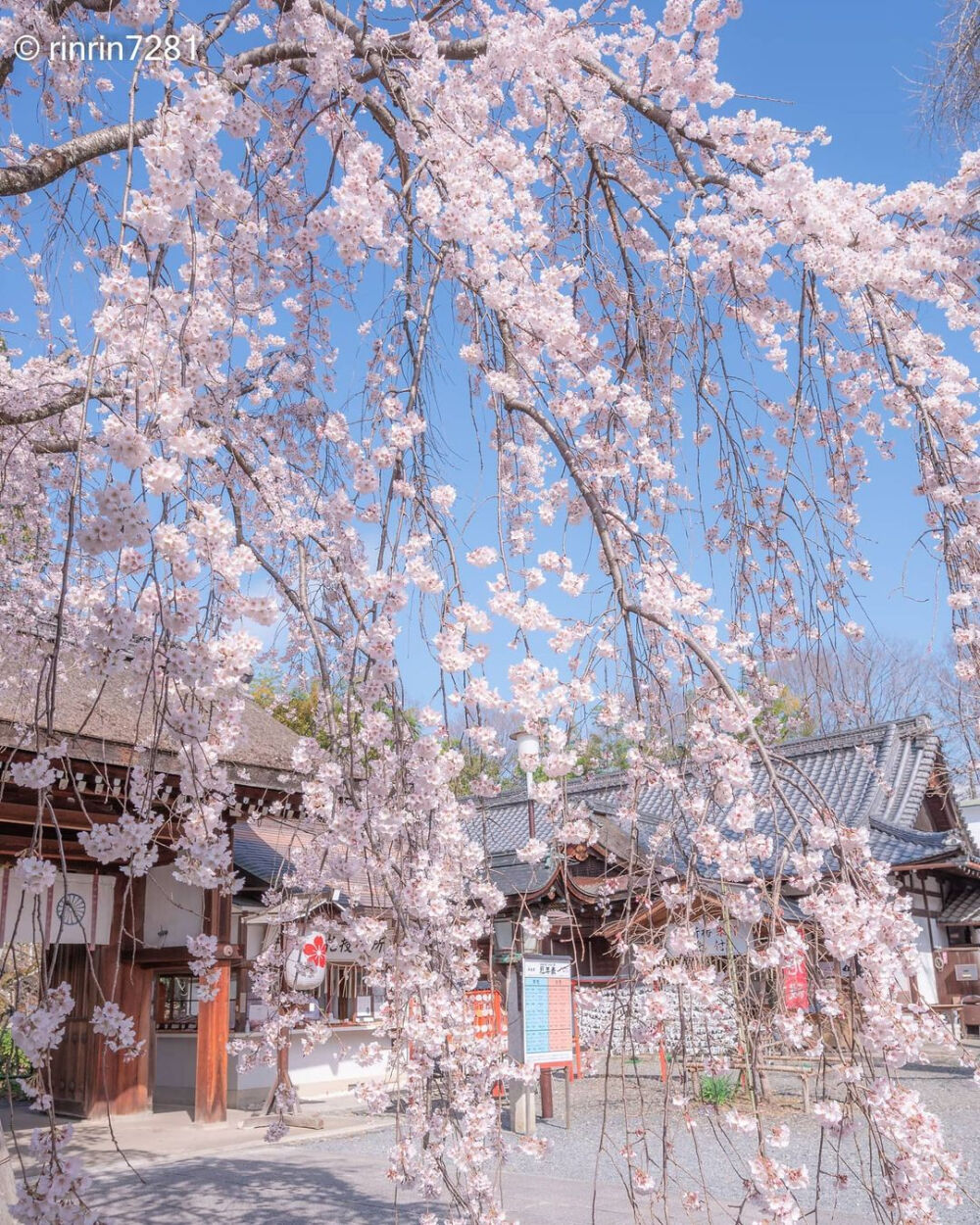 日本 京都 平野神社 垂枝樱