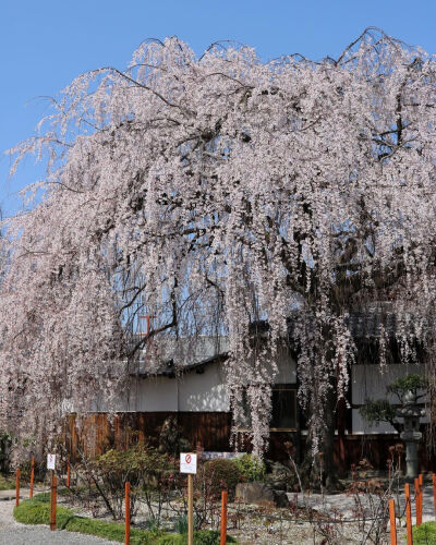 日本 京都 日蓮宗 本山 本満寺 しだれ桜 垂枝樱