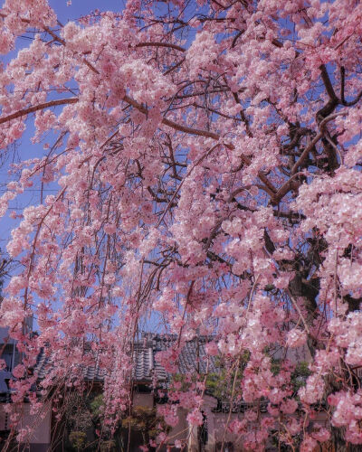 日本 京都 山科椥辻 法敬寺 しだれ桜 垂れ桜 垂枝樱