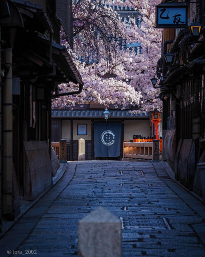 日本 京都 桜咲く祇園白川 樱花