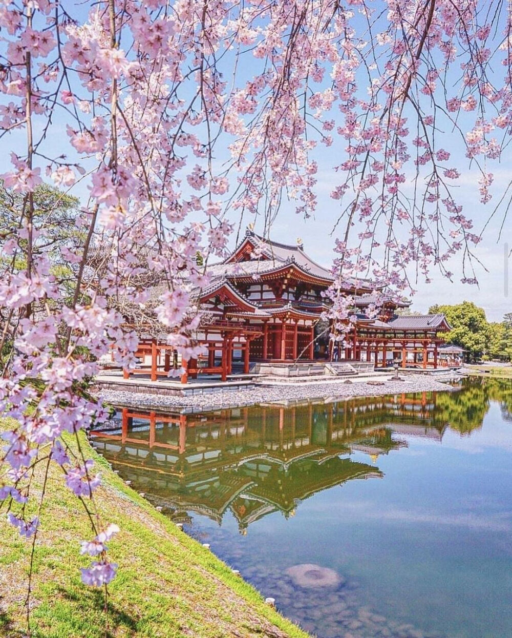 日本 京都府 宇治市 平等院 桜 鳳凰堂 