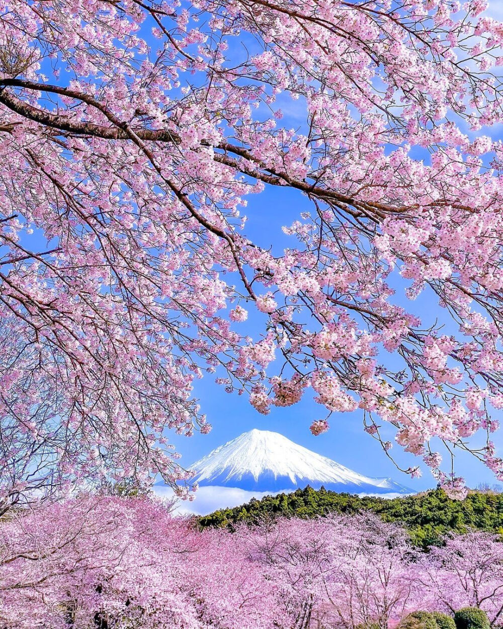 日本 静岡県 富士市 岩本山公園 桜 樱花