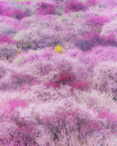 日本 三重県 鈴いなべ市 いなべ市農業公園 梅林 色鮮やかな中に黄色の花がポッコリ印象的でした