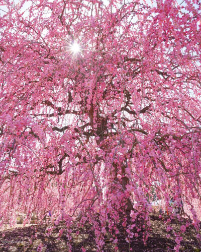 日本 三重県 鈴鹿市 鈴鹿の森庭園 ザ垂れ梅 枝垂れ梅 Plum blossom 垂枝梅