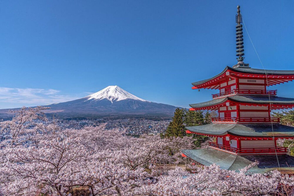 日本 山梨県 河口湖 富士山 新倉山浅間公園 桜