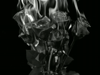 我用玫瑰形容他*西街Jimin