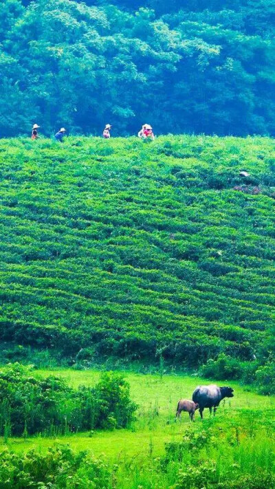 《赛雨晴岚》-江畔寻吟
雨过天方好，松寒露未晞。
仙湖沙径远，茶岭紫岚飞。
鸥鸟鸣幽涧，山花点翠微。
瑶宫询道长，何此可忘机。
注：赛雨山因一古老美丽的传说而得名，位于阳逻东部七仙湖与涨渡湖之畔，山上植被浓…