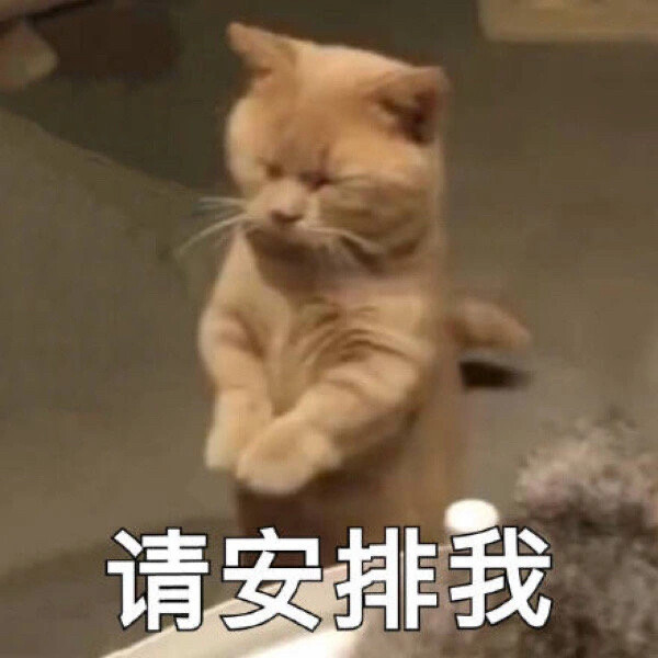 2022猫咪表情包第一弹