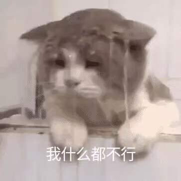 2022猫咪表情包第一弹