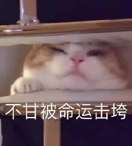 2022猫咪表情包第一弹