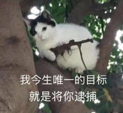 2022猫咪表情包第二弹