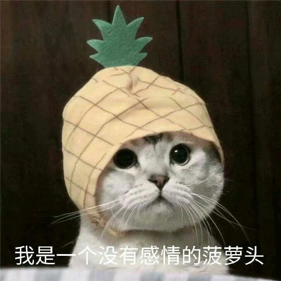 2822猫咪表情包第三弹