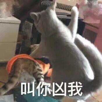 2822猫咪表情包第三弹