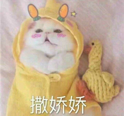 2822猫咪表情包第三弹