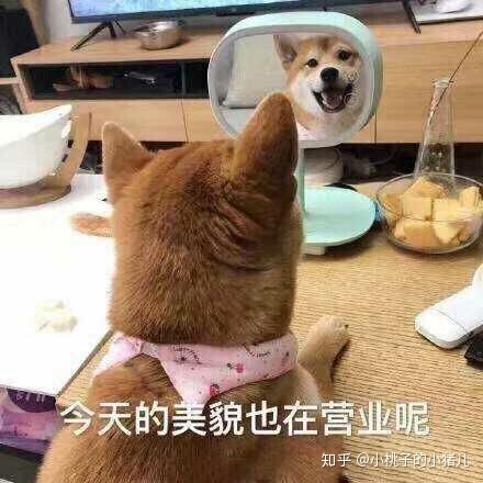 2822猫咪表情包第三弹