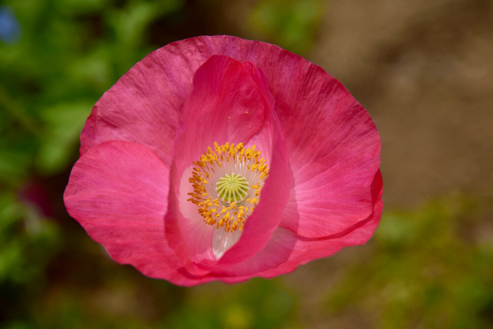 ポピー Poppy 罂粟花