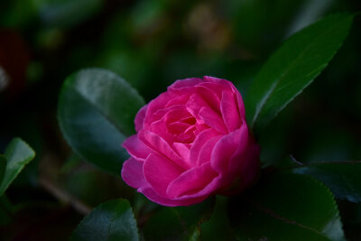 椿 山茶花 