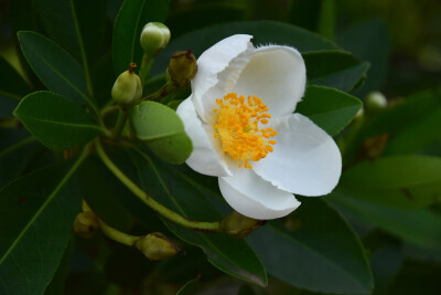 椿 山茶花 