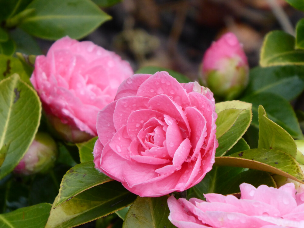 椿 山茶花 