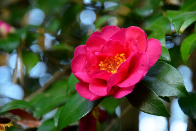 椿 山茶花 