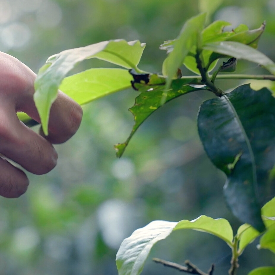 焉栩嘉套图可二改/3p
改了d