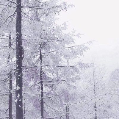 雪是大浪漫，你是小人间.
二改©冬日熠羽